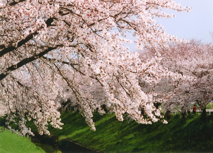 　平成24年度登録　桜並木が眺望できる佐保川・奈良県図書情報館付近